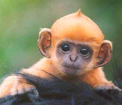 Curious baby monkey