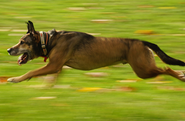 A dog running fast